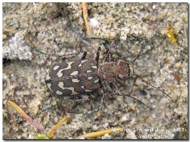 Le Tavole del Forum. Tav. I   Col. Carabidae Cicindelinae